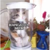 Mems Cat • 24