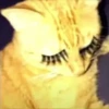 miau 22