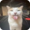 смешные кошки 27