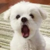 Dogs 22
