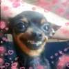 Dogs 23