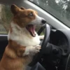 Dogs 24