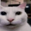 miau 24