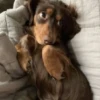 Dogs 26