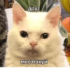 Mems Cat • 29