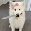 Dogs 27