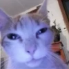 miau 26