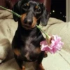 Dogs 28