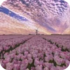 Beauty | Flowers💐 17