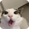 смешные кошки 28