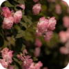 Beauty | Flowers💐 18