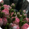Beauty | Flowers💐 19