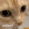 Mems Cat • 30