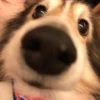 Dogs 29
