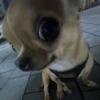 Dogs 30