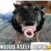 rusdi & friends 5