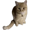 ultimative Chatte 5