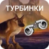 Car Resing Автор: 18