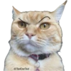 ultimative Chatte 11