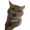 ultimative Chatte 12
