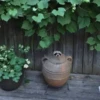 raccoon 5