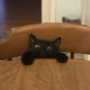 pinkycats 5