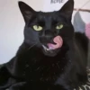 pinkycats 6