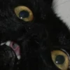 pinkycats 7