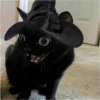 pinkycats 8