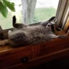 raccoon 6