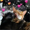 pinkycats 9