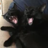 pinkycats 11