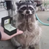 raccoon 7