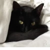 pinkycats 12