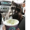 raccoon 8