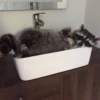 raccoon 9