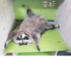 raccoon 10