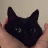pinkycats 13
