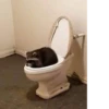 raccoon 12