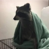 raccoon 13