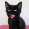 pinkycats 14