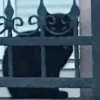 pinkycats 15