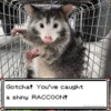 raccoon 14