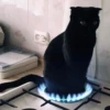 pinkycats 16