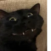 pinkycats 18