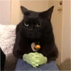 pinkycats 20