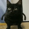 pinkycats 21