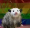 raccoon 18
