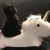 pinkycats 22