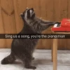 raccoon 20